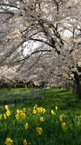 桜満開です！！