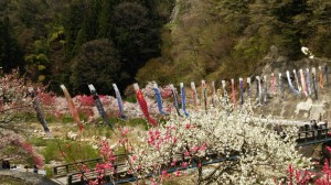 南信州　阿智村の花桃の里に行ってきました！