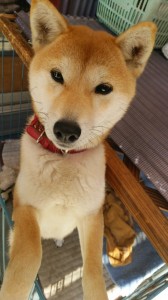 二度目の登場！柴犬アナさん