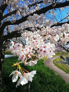 名古屋は桜満開です！！
