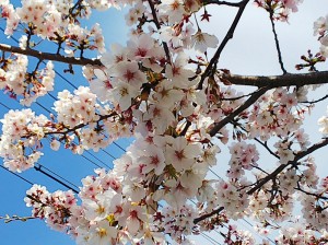 満開の桜！！