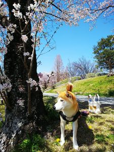 今年のさくらも見納めです🌸