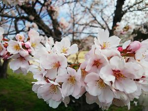 今年のさくらもキレイです🌸　～外壁・屋根塗装　東海工芸～